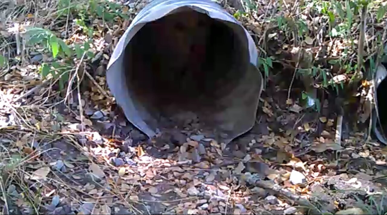 Puppy loves the culvert