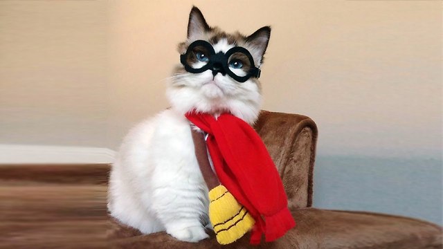 Tabby Potter: Munchkin Moggy Becomes Online Celebrity