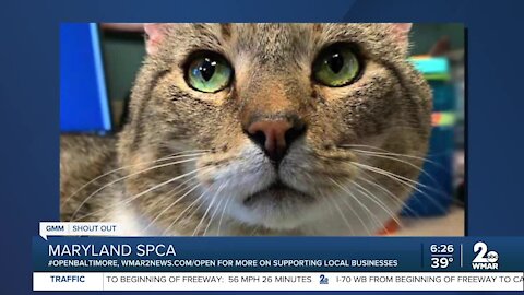 Pastrami Sandwich the cat is looking for a home at the Maryland SPCA