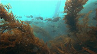 Being the Bestest Dive Buddy - Spotting Fish - Looking Out of my Dive Partner