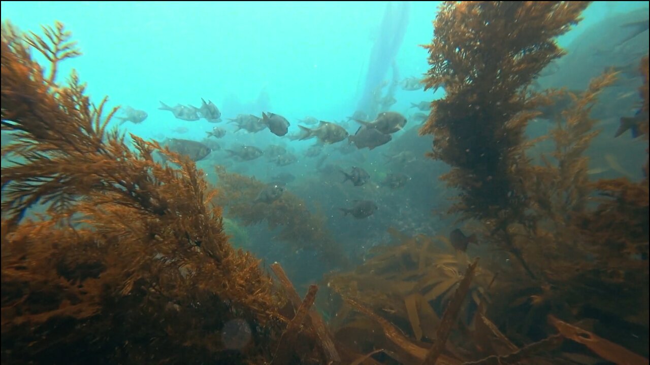 Being the Bestest Dive Buddy - Spotting Fish - Looking Out of my Dive Partner