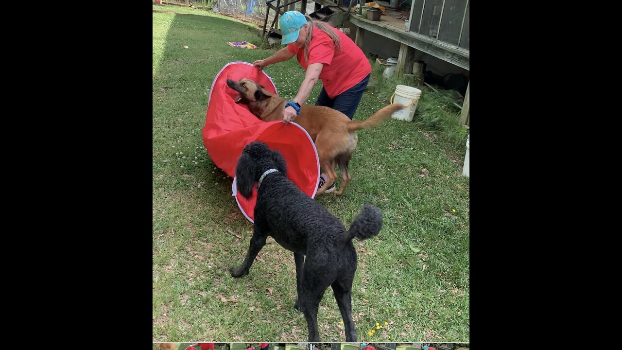 Malinois jumps on tunnel instead of going through tunnel.