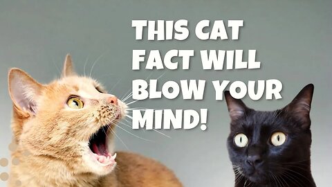 Unlocking the mysteries of cats: Surprising fun facts 2