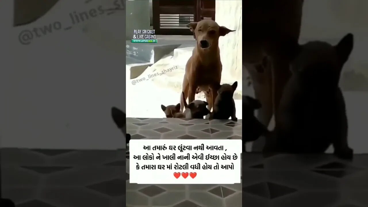 કુતરા ના બચ્ચા ગલુડિયા #video #pandey #funny #comedyfilms
