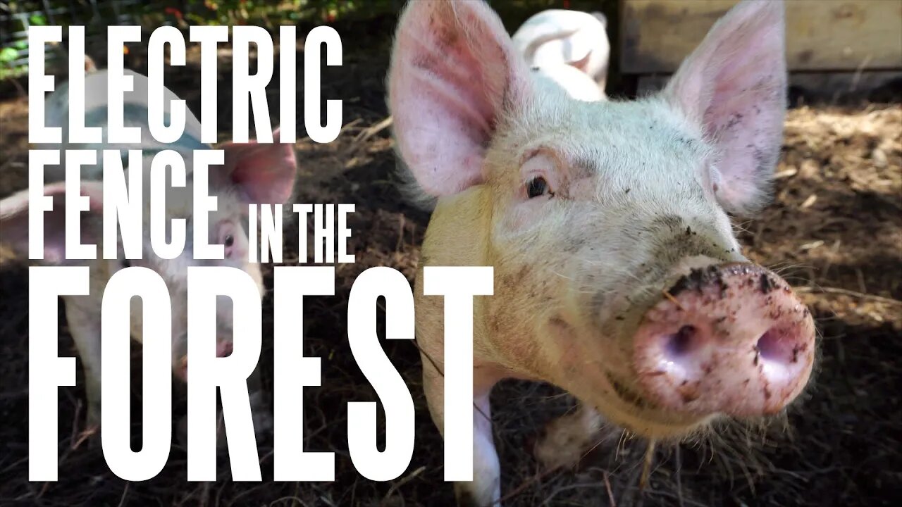 Setting Up an Electric Fence for our Forest Pastured Pigs