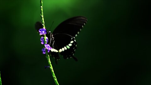 Common Mormon Papilio polytes 玉帶鳳蝶