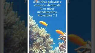 BOM DIA COM AS ESCRITURAS SAGRADAS.#shorts