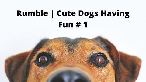 Rumble | Cute Dogs Having Fun # 1