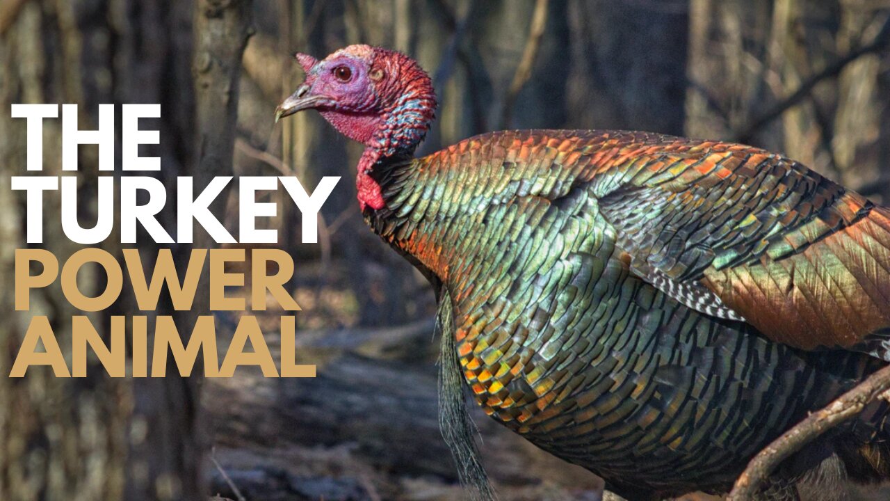 The Turkey Power Animal