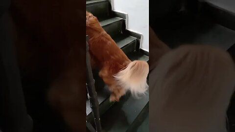 #dogshow , #animals , #dogs , #shorts (4)