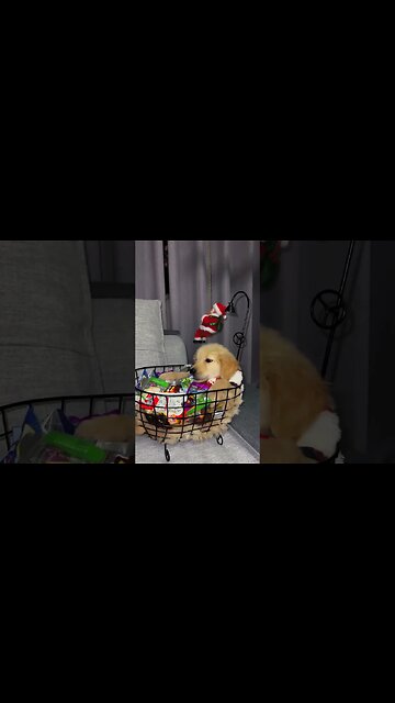 Santa Claus came down to steal snacks #shorts #christmas