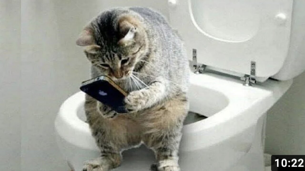 🐈Cute Pets And Funny Animals Compilation🐈