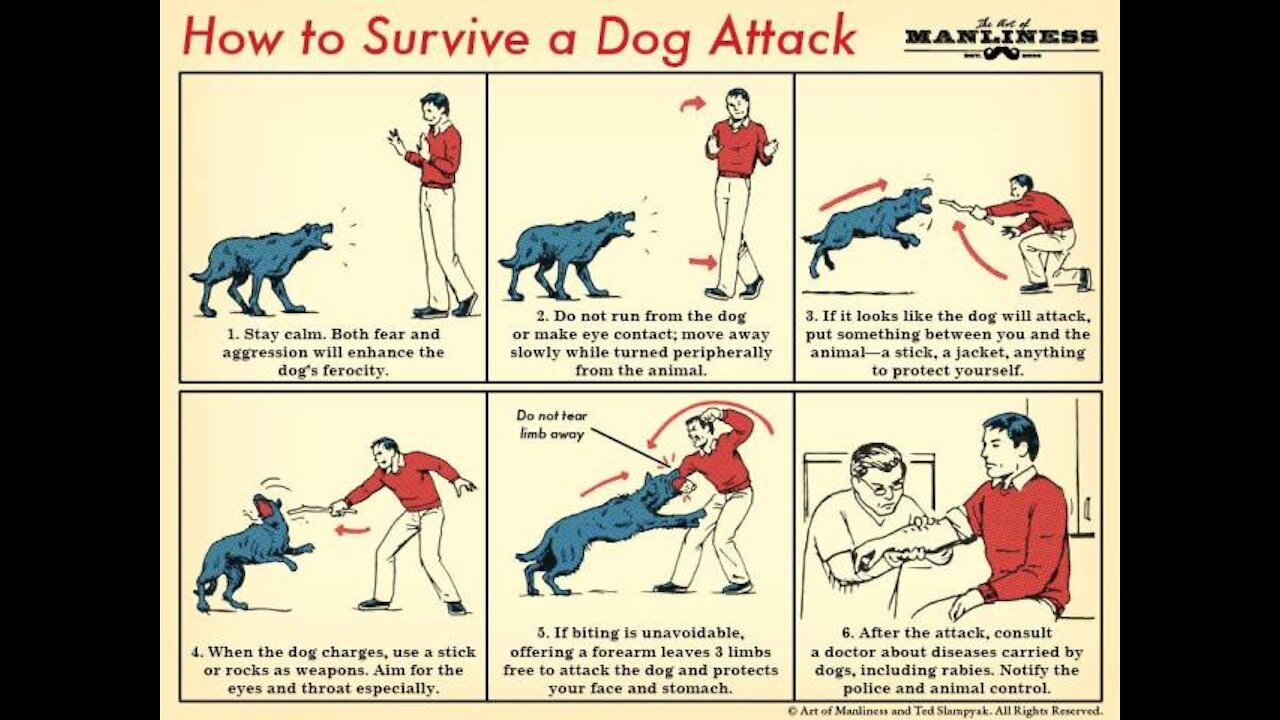 Self defense from a aggressive dog