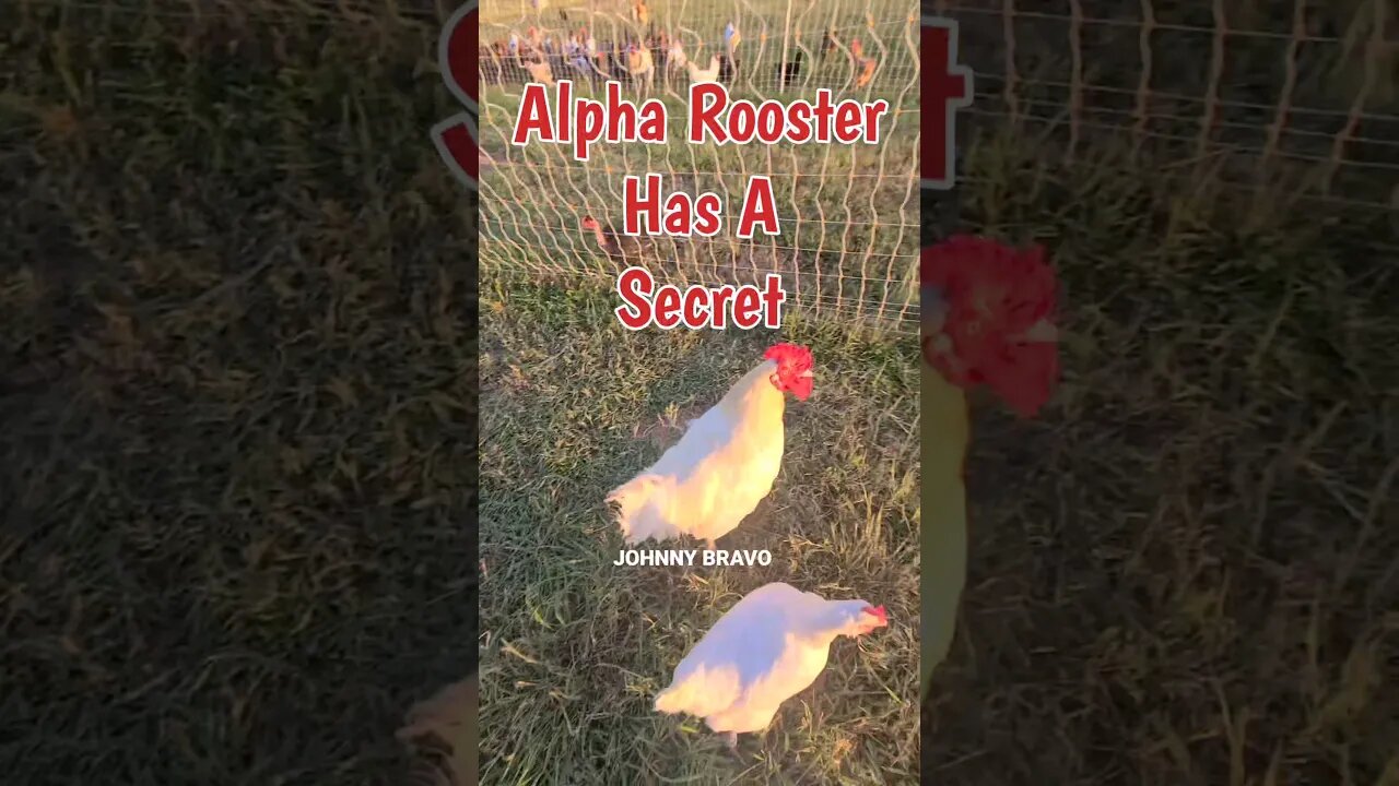 American Bresse Rooster