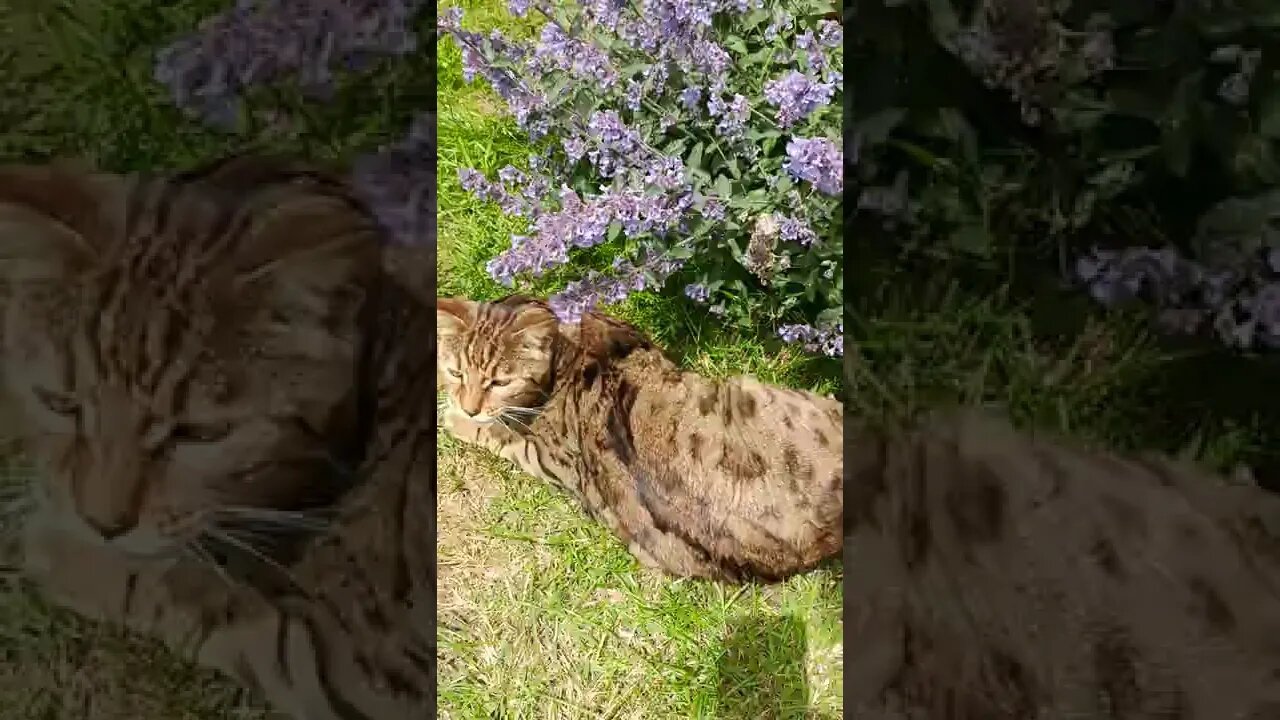 Leo enjoys the catmint #bengalcat #tabbycat #catvisitor