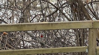 Chickadees and Cardinals