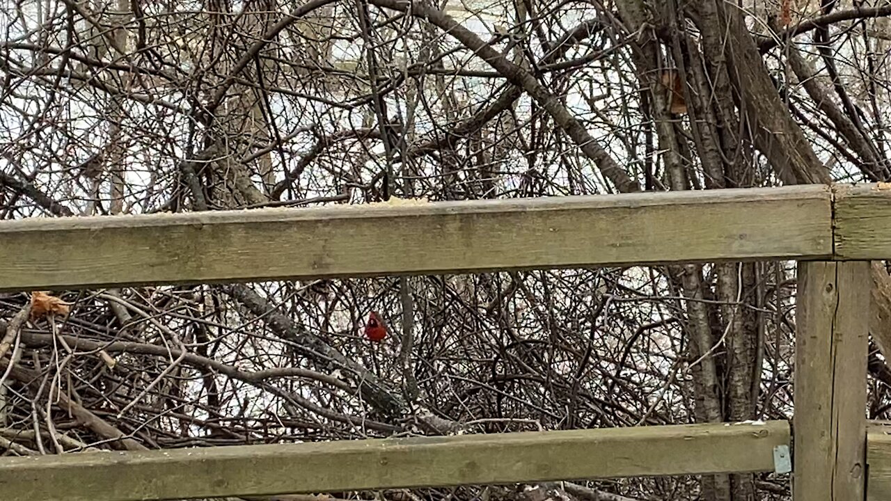 Chickadees and Cardinals