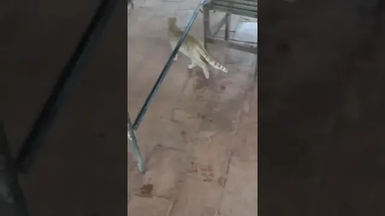 Robertao apresentando seus gatos no sitio parte 2, mostrando o carioca!