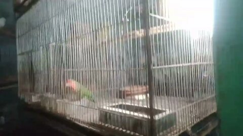 baby chicken cute mode
