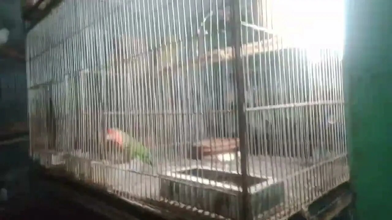 baby chicken cute mode