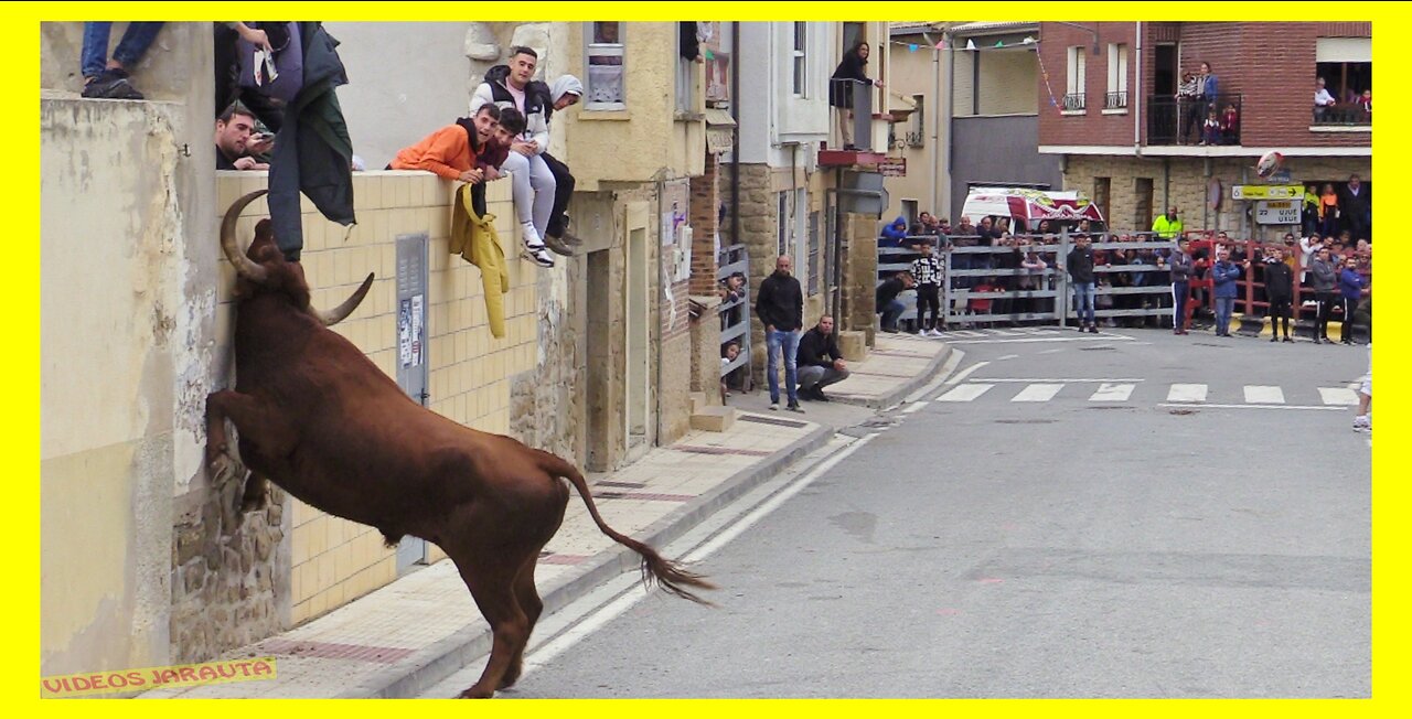 MURILLO EL FRUTO ( NAVARRA ) TARDE VACAS EN CALLE ( DOMINGO 22 OCTUBRE 2023 ) GANAD.ADRIAN DOMINGUEZ