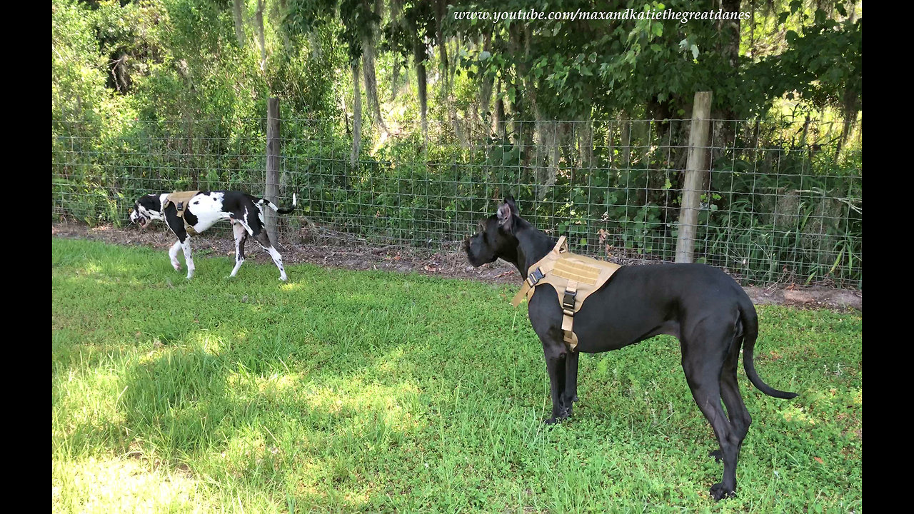 Great Danes Enjoy a Walk With New Harnesses