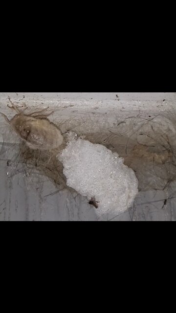 Strange Crystal Like Cocoon. Can you identify it?