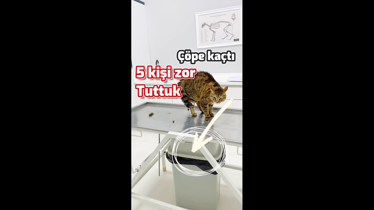 Ayin yaptı işemeli s çmalı (1080p) short video
