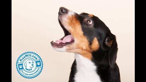 TRAINING OF SPEAK COMMAND/ HOW TO TRAIN YOUR DOG TO SPEAK (BARKING) COMMAND