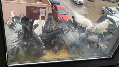 Beautiful pigeons enjoying food