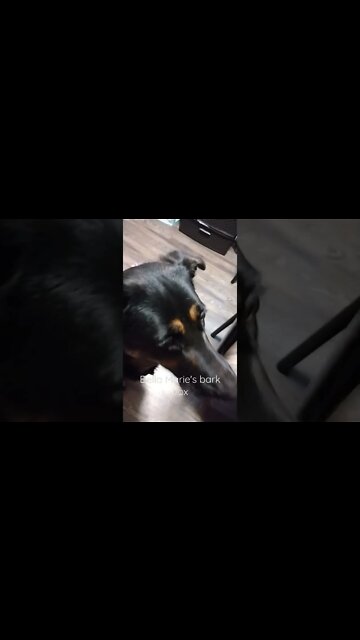 Bella's March 2022 bark box