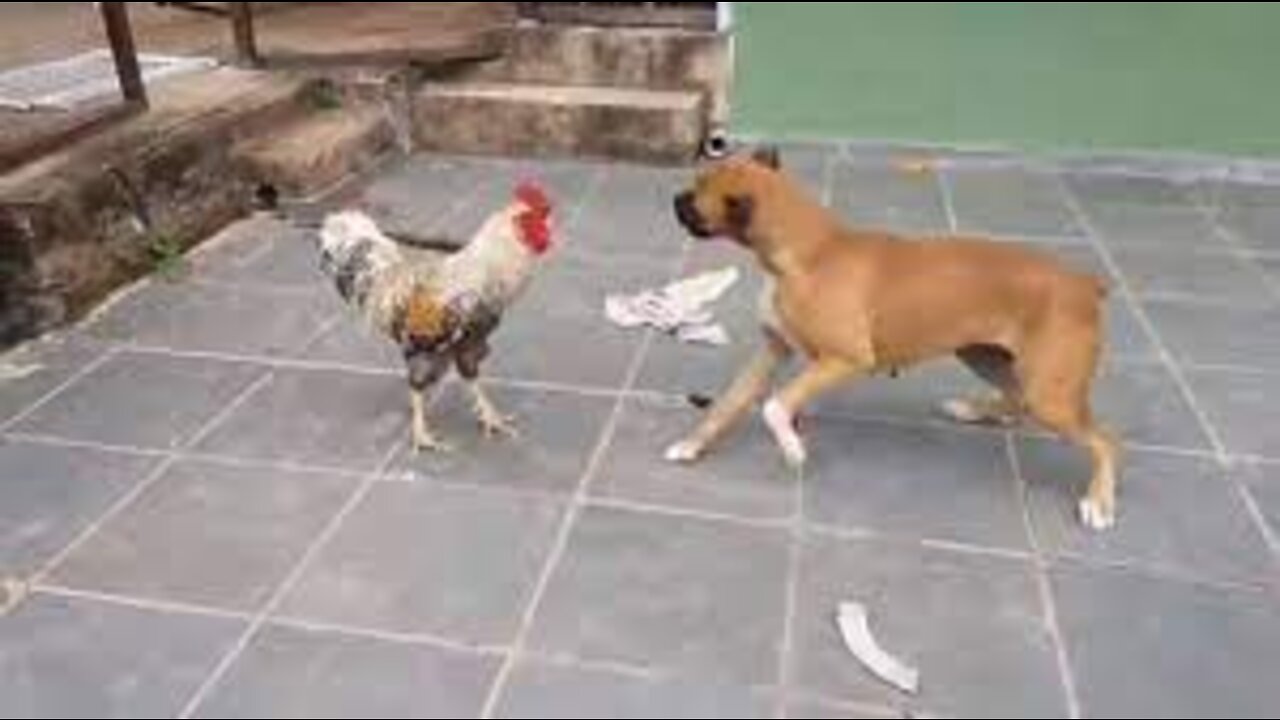 Chicken VS Dog Fight - Funny Dog Fight Videos (1)