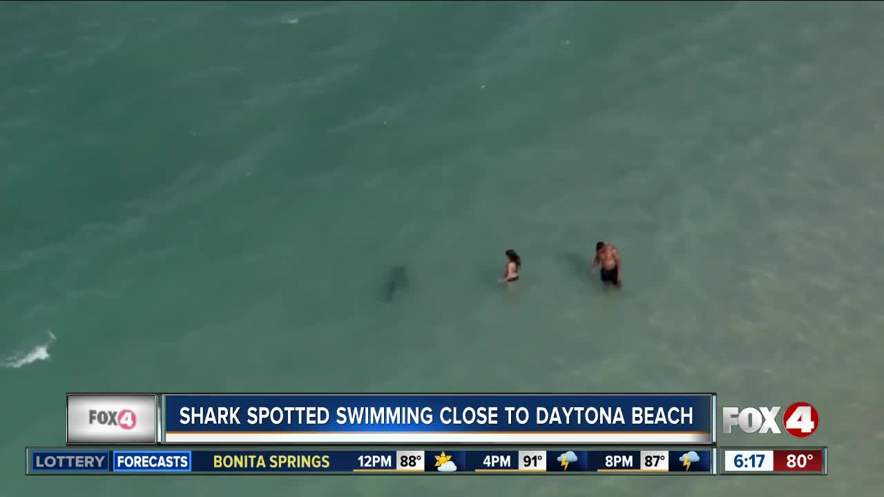 Sharks seen near swimmers on Florida's east coast