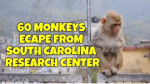 60 MONKEYS ECAPED FROM RESEARCH CENTER IN SOUTH CAROLINA