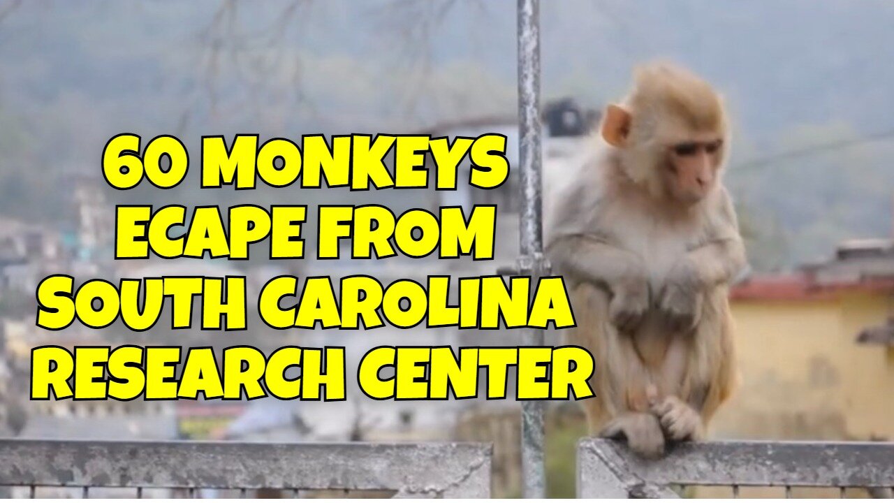 60 MONKEYS ECAPED FROM RESEARCH CENTER IN SOUTH CAROLINA
