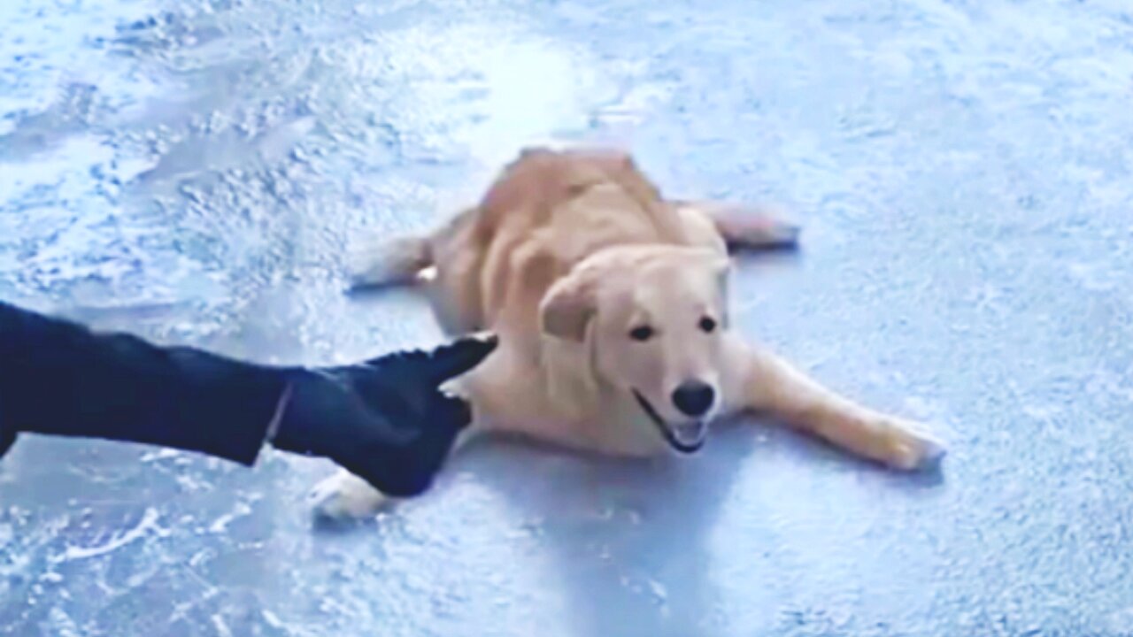 The dog walking on the ice makes me laugh | Funny animal compilation