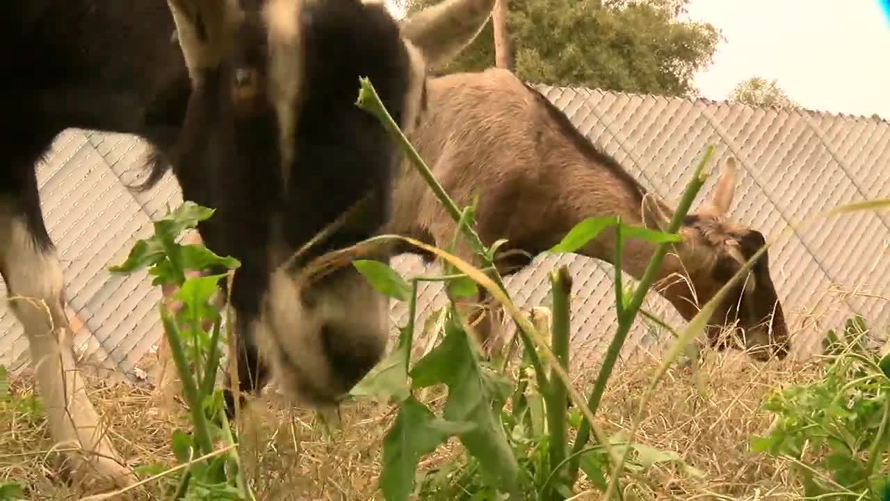 Not a baaad idea! Goats for weed control