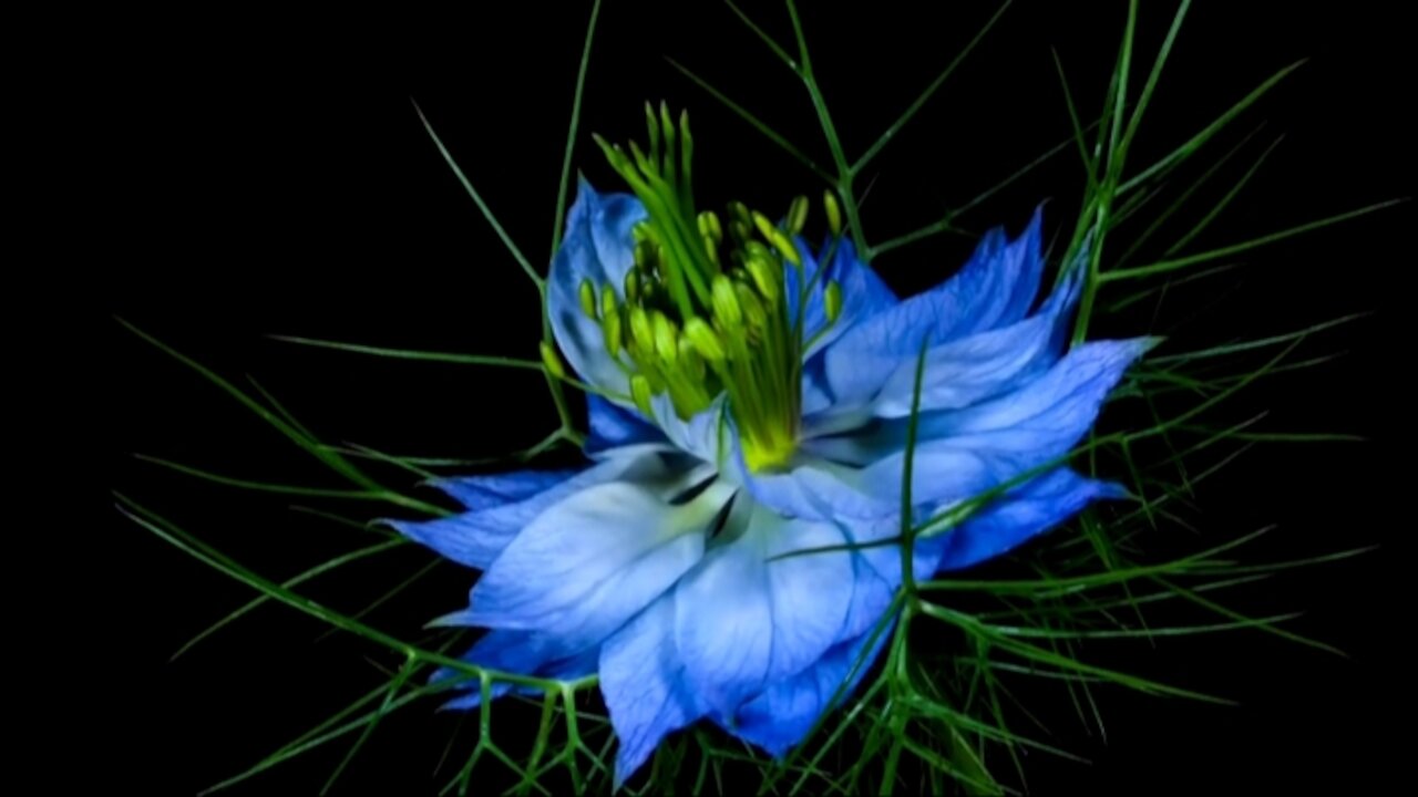 Amazing Time Lapse Showing Blooming Flowers