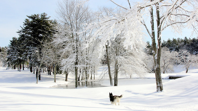 Winter wonderland is paradise for Siberian Husky