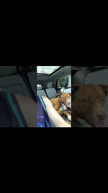 Doggo car rides