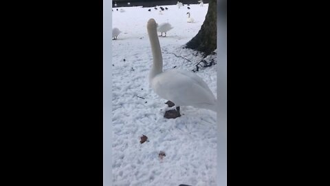 Swans of Bruges, Belgium