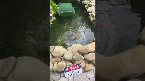 Beware of Turtles