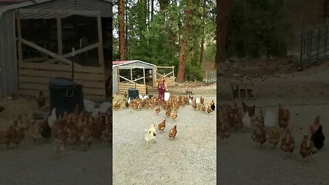 #shorts #chickens
