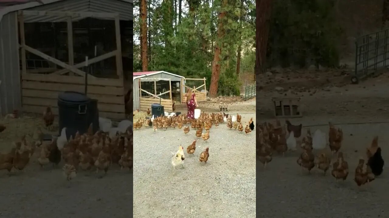 #shorts #chickens