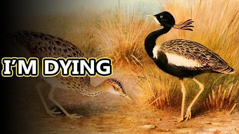 Lesser Florican facts they're heading the extinction way like the dodo