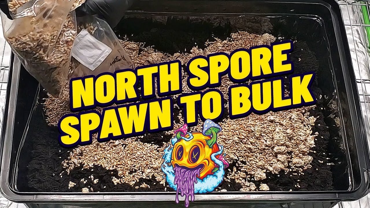 North Spore Boomr Bag Spawn To Bulk | Boomr Kit EP2