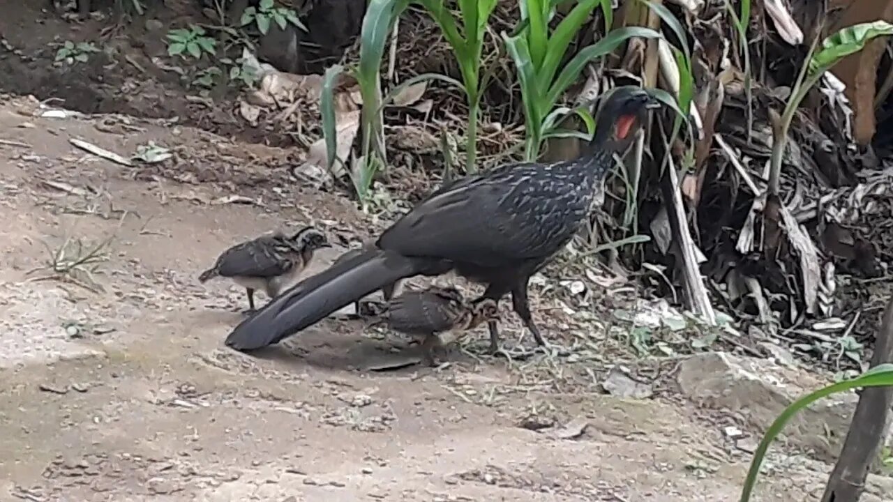 JACU E SEUS FILHOTES