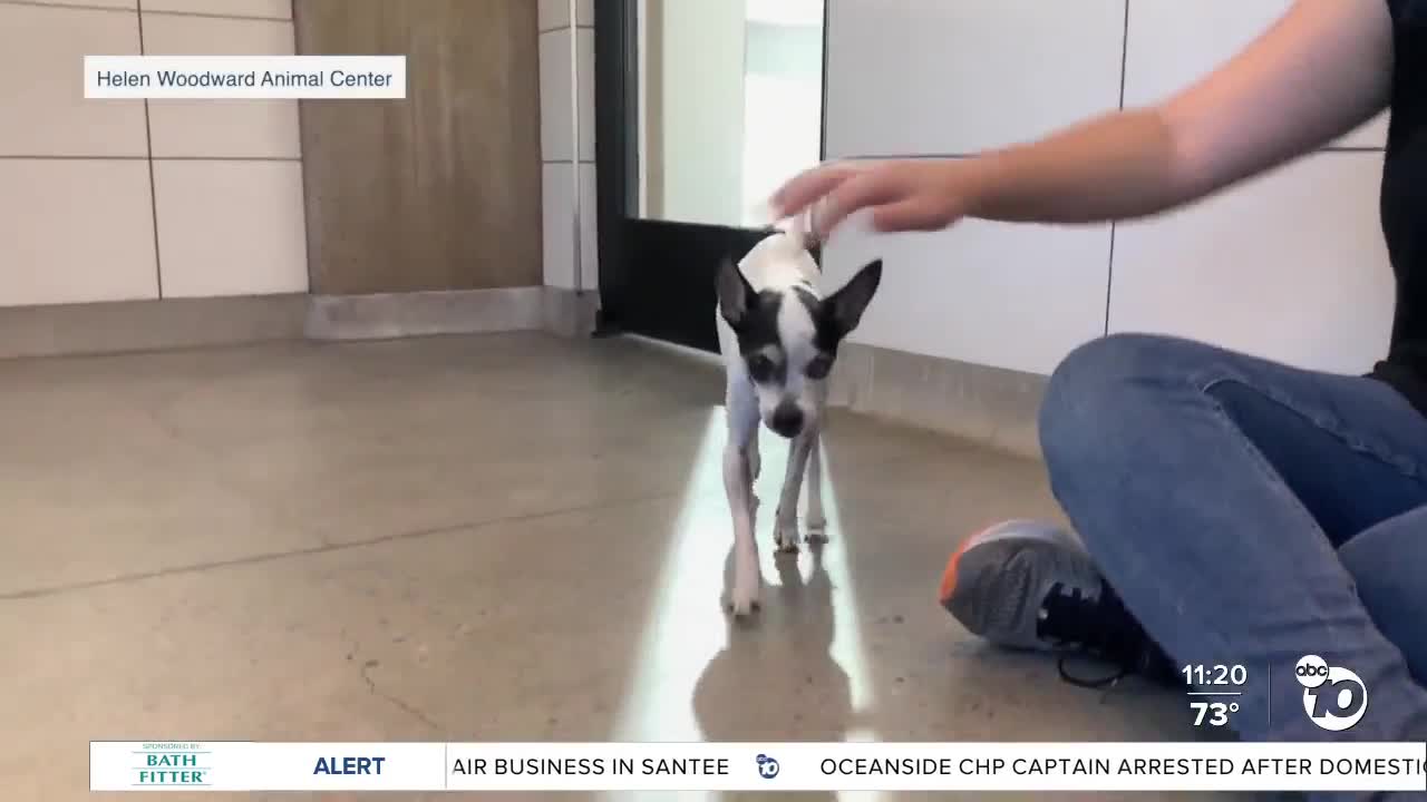 Pet of the Week: Charlie