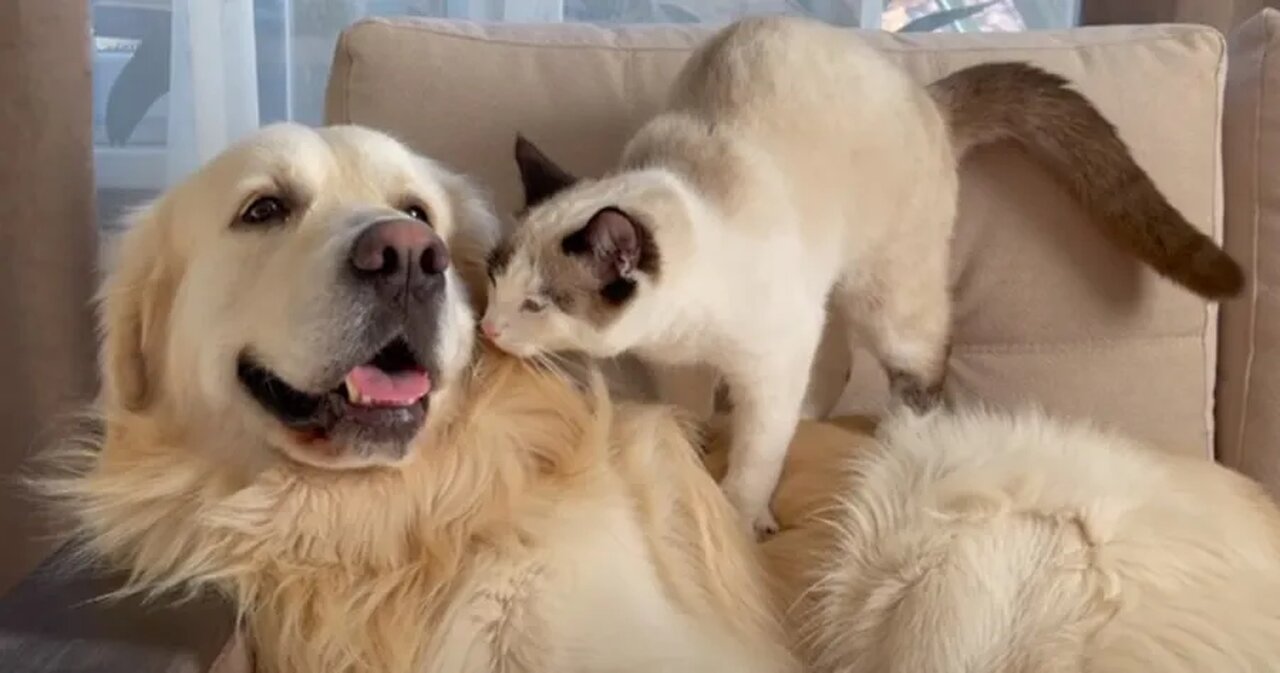 Animals are funny (Part15)