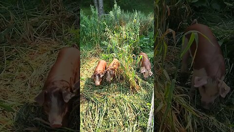 Piglets Playing in the Grass @UncleTimsFarm #kärnəvór #carnivore #shorts #hereford #freerangepigs